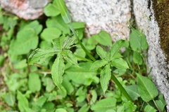 Arisaema jacquemontii