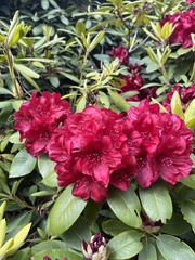Rhododendron