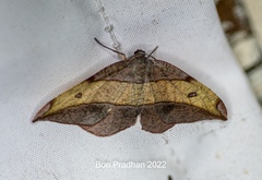 Hypochrosis hyadaria