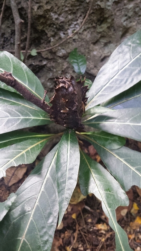 Crossandra multidentata image