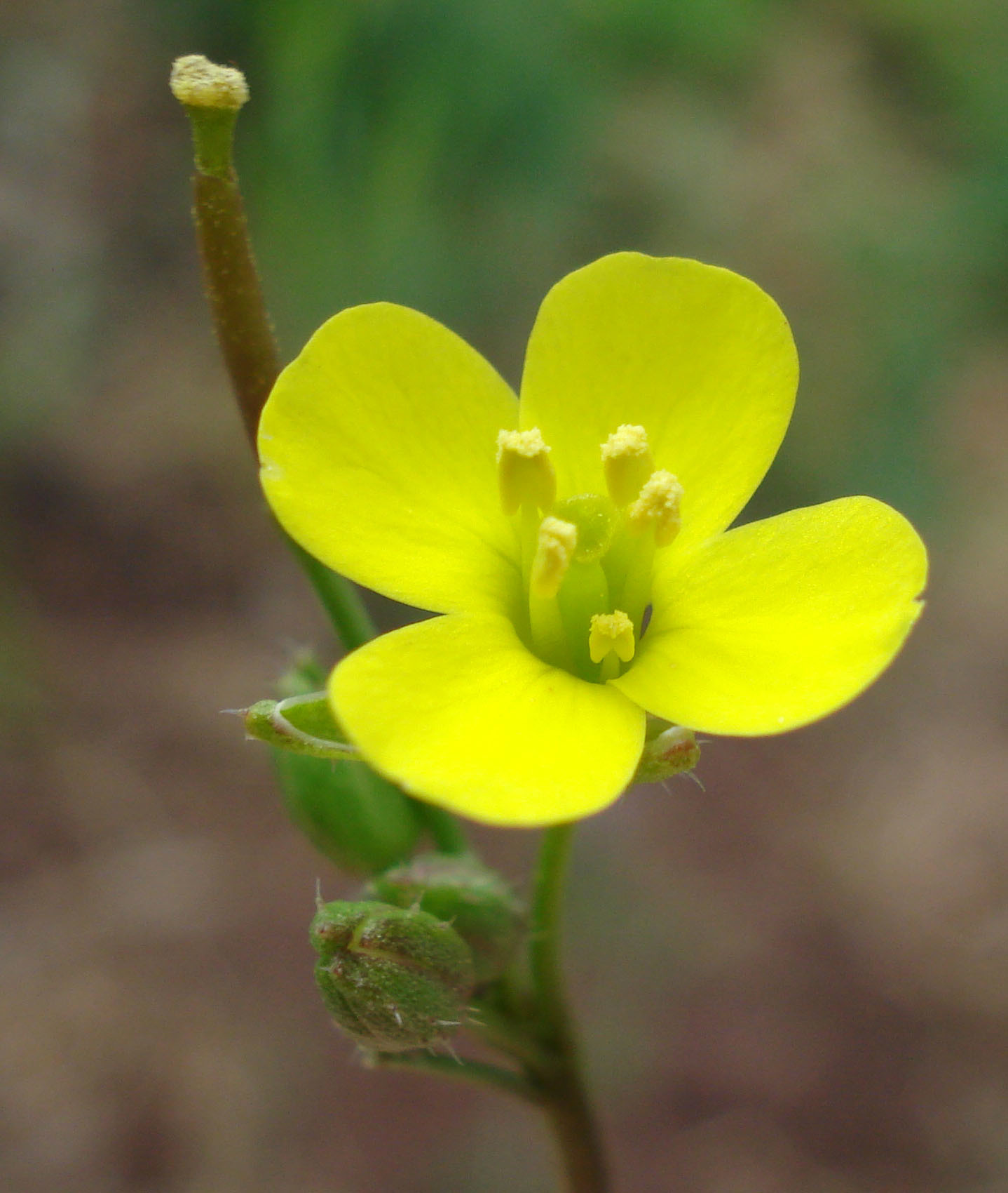 Diplotaxis