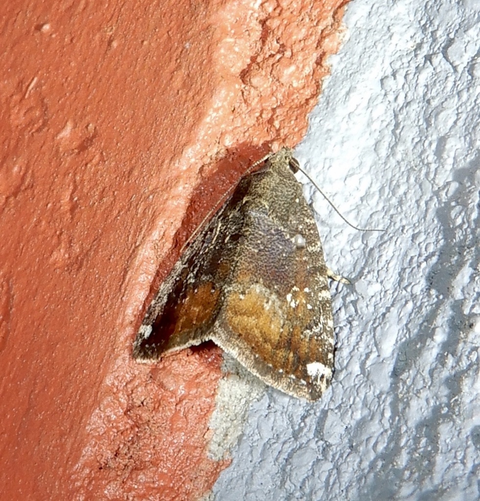 Amyna stellata