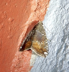 Amyna axis