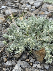 Artemisia umbelliformis