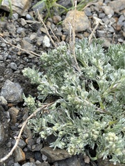 Artemisia umbelliformis