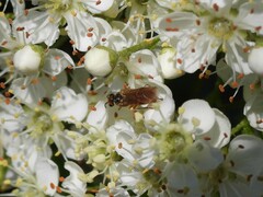 Hoplocampa