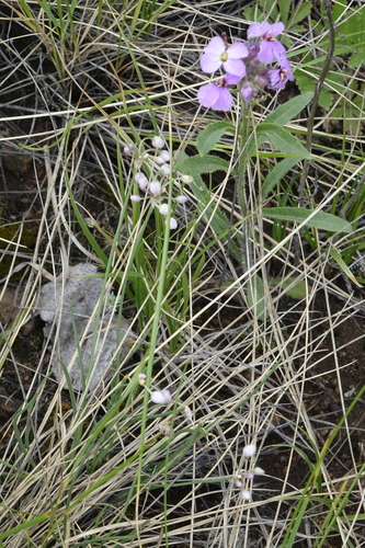 Allium vodopjanovae, photograph 3