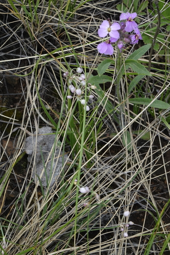Allium vodopjanovae, photograph 4