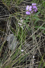 Allium vodopjanovae