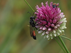 Isodontia splendidula