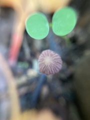 Psathyrella prona