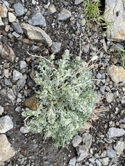 Artemisia umbelliformis