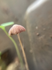 Psathyrella prona