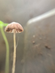 Psathyrella prona