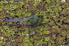 Erythemis simplicicollis