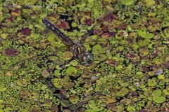 Pachydiplax longipennis