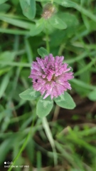 Trifolium pratense