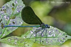 Calopteryx maculata