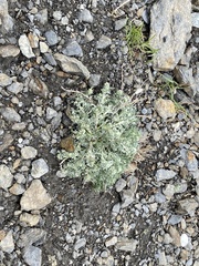 Artemisia umbelliformis
