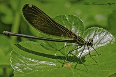 Calopteryx maculata