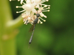 Gasteruption assectator