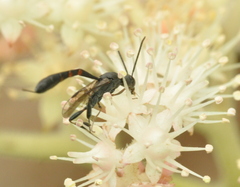 Gasteruption assectator