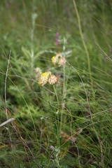 Anthyllis vulneraria polyphylla