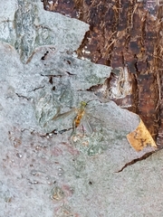Diptera