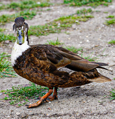 Anas platyrhynchos domesticus