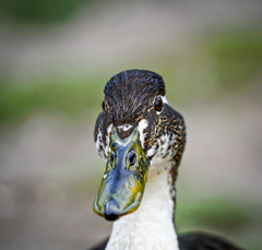 Anas platyrhynchos domesticus