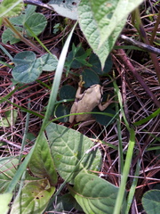 Hyla walkeri