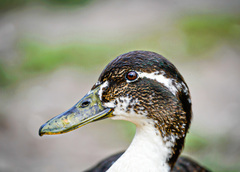 Anas platyrhynchos domesticus