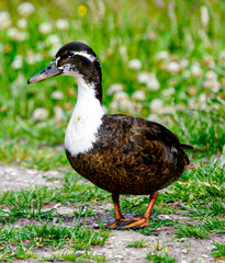 Anas platyrhynchos domesticus