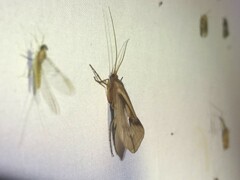 Platycentropus radiatus