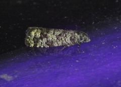 Retinia gemistrigulana