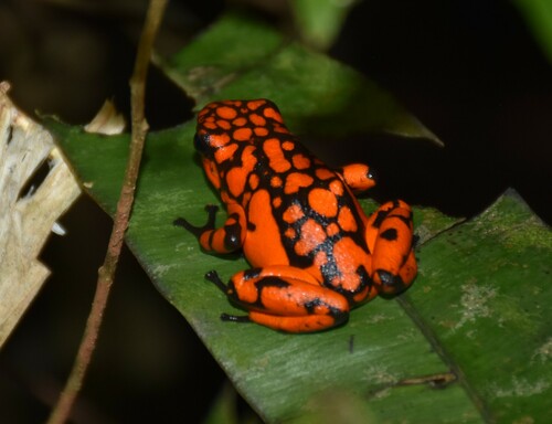 Chocó Poison Dart Frog, Oophaga solanensis