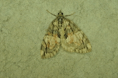Hydriomena perfracta