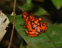 Oophaga solanensis