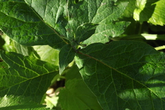 Triosteum pinnatifidum