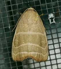 Bagisara rectifascia