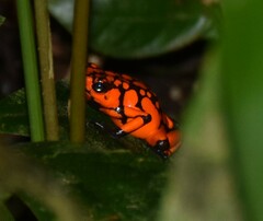 Oophaga solanensis