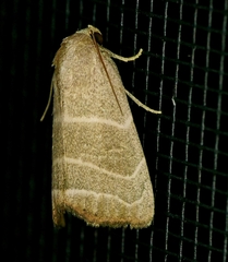 Bagisara rectifascia