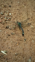 Hylaeothemis apicalis