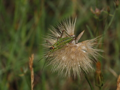 Parasteropleurus perezii