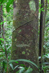 Couma utilis