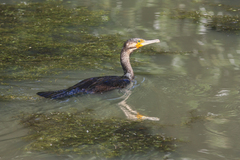 Phalacrocorax carbo