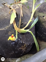 Maxillaria variabilis