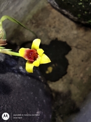 Maxillaria variabilis