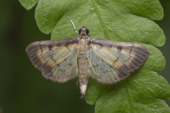 Nistra