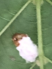 Pulvinaria innumerabilis